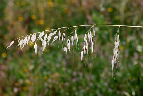 avena fatua